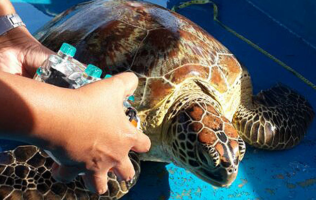 for its beauty and diverse underwater marine life