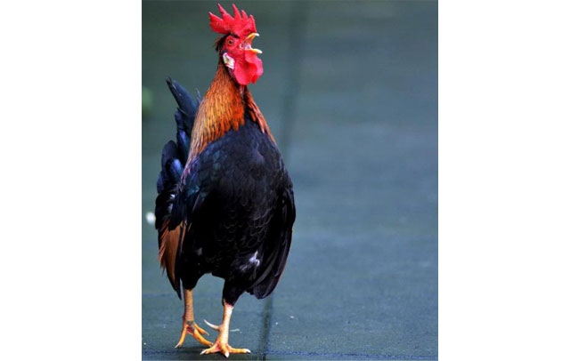 Why are politicians always angry?