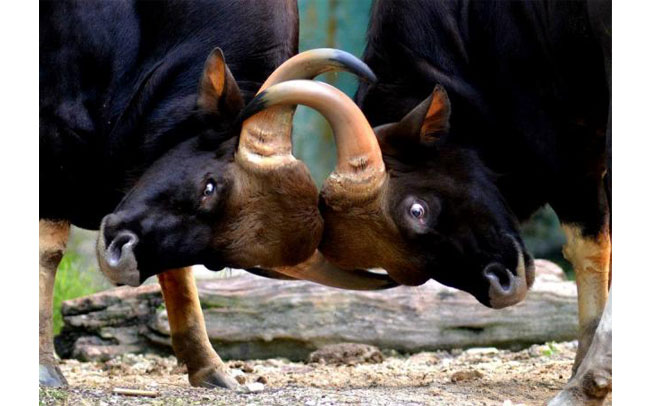 Why are politicians always angry?