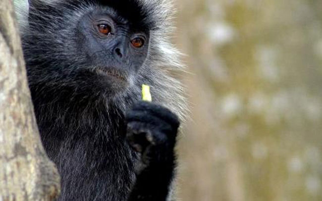 Suhaimi Sulaiman Column