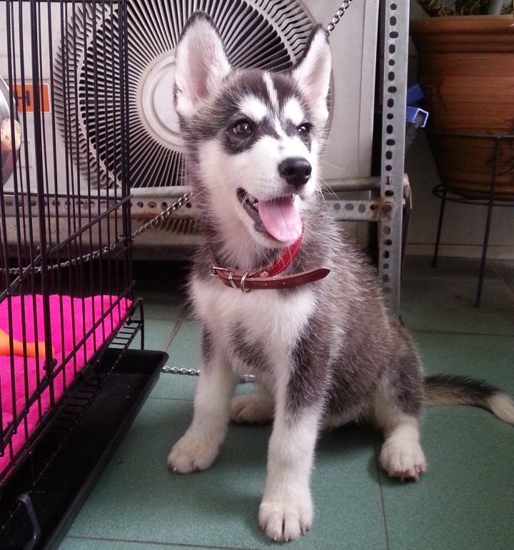 Odin when he was younger