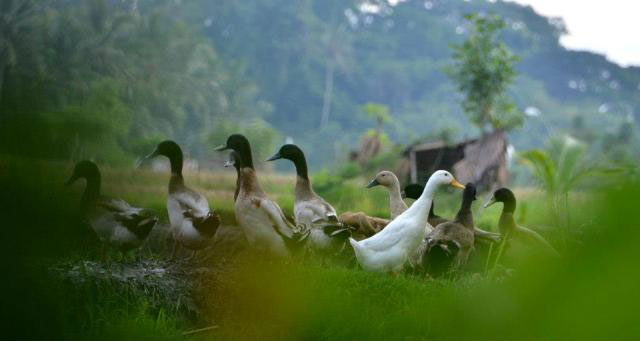 Ducks in Ubud