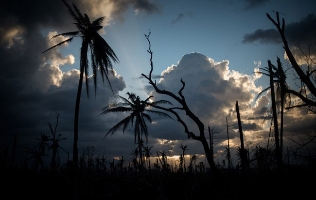  Trees damaged by the typhoon Trees damaged by the typhoon in Tolosa, November 18, 2013. (AFP Photo / Philippe Lopez). (AFP Photo / Philippe Lopez)