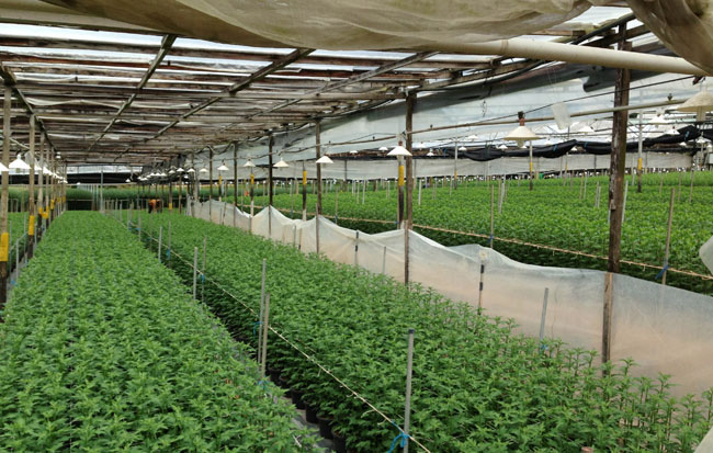 Rumah Plastik (kebun)