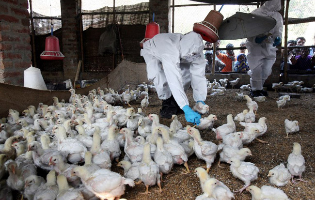 The culling of chicken during the SARS outbreak