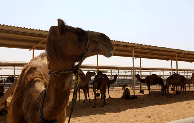 Camels for qurban