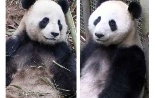 Pasangan panda, Feng Yi dan Fu Wa yang bakal dipinjamkan oleh China. 