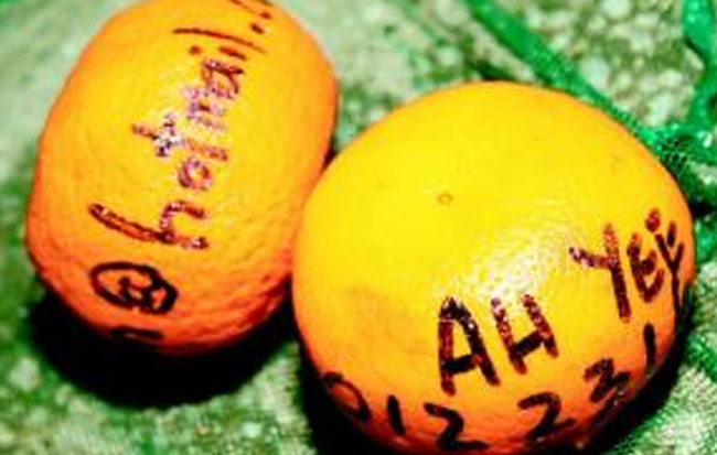 Oranges inscribed with names and telephone numbers