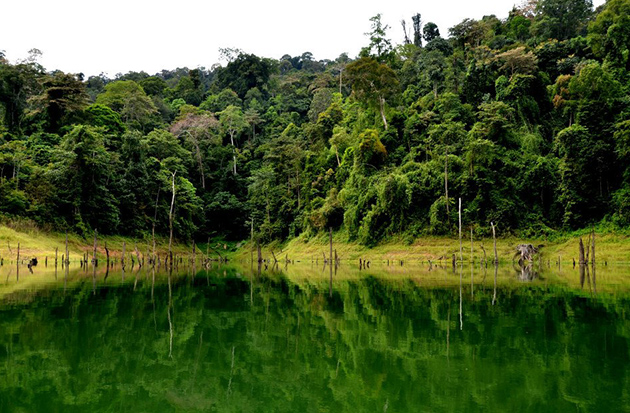 Belum-Temenggor Rainforest