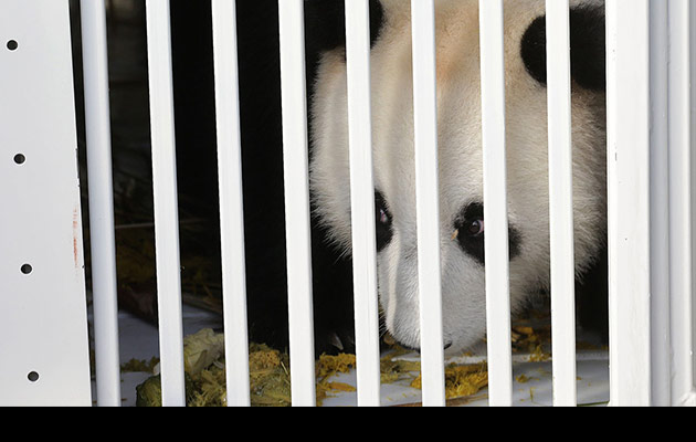 New names for the Panda pair