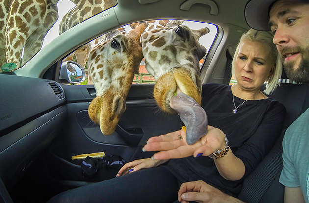 Drive-thru takes on a whole new meaning at Serengeti Park in Hodenhagen, Germany. Gadget sales account for all of GoPro’s revenue, but it’s impossible, its founder says, to not also think of GoPro as a media company. (Photo by Robert Pfeuffer/ GoPro)