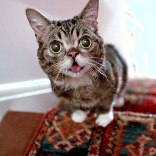 Instagram: iamlilbub