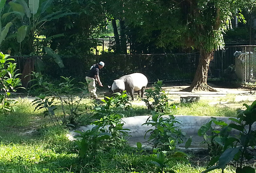 Zoo Negara assistant supervisor Hamdan Hamid is seen feeding a mother-daughter pair of Malayan Tapir. - Astro AWANI/Sathesh Raj