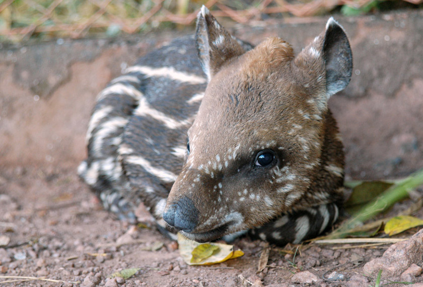 Covered in stripes and spots, baby tapirs are able to camouflage themselves against predators in the wild. Source: LIana John