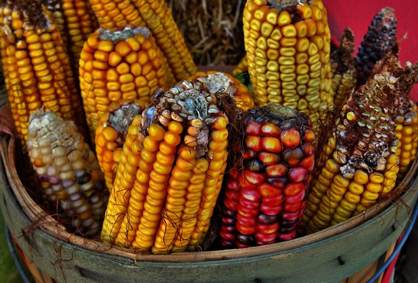 corn thanksgiving