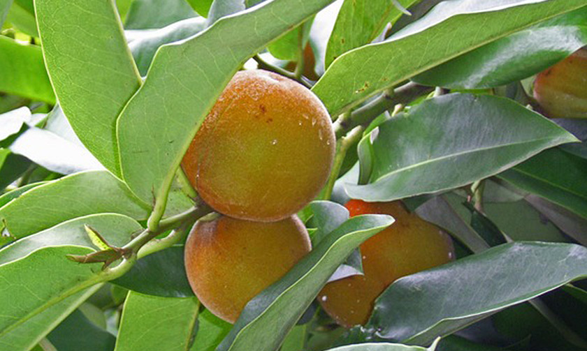 Buah mentega