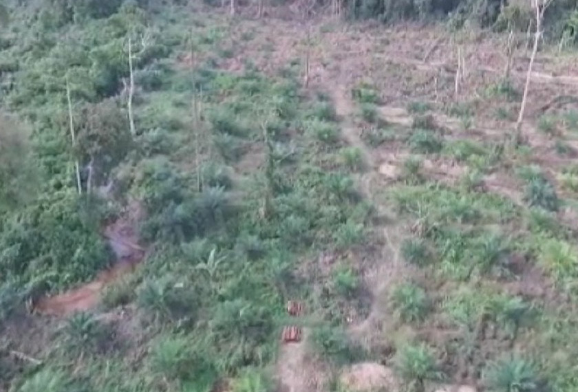 Penggunaan dron katanya memudahkan pihaknya membuat tinjauan udara untuk mengambil tindakan segera bagi membanteras taktik licik pembalak haram. – Foto Astro AWANI