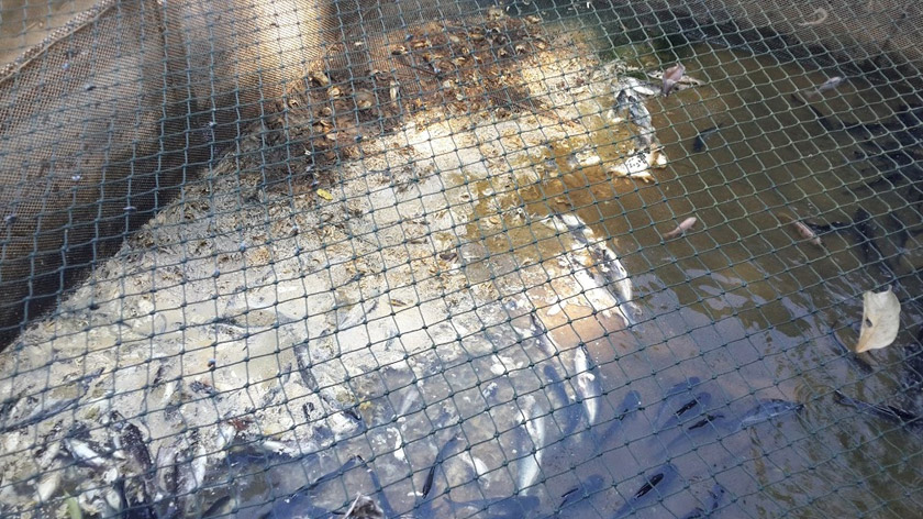 Kebanyakan ikan patin dalam sangkar mati akibat Sungai Pahang yang semakin cetek. - Foto Astro AWANI