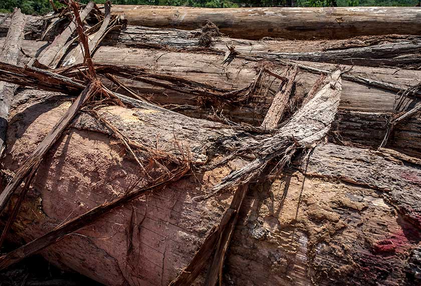 Longgokan balak yang ditemui dalam perjalanan wartawan Astro AWANI, Tan Su Lin mendekati kawasan yang didakwa berlaku aktiviti pembalakan haram. - Foto Astro AWANI/Shahir Omar