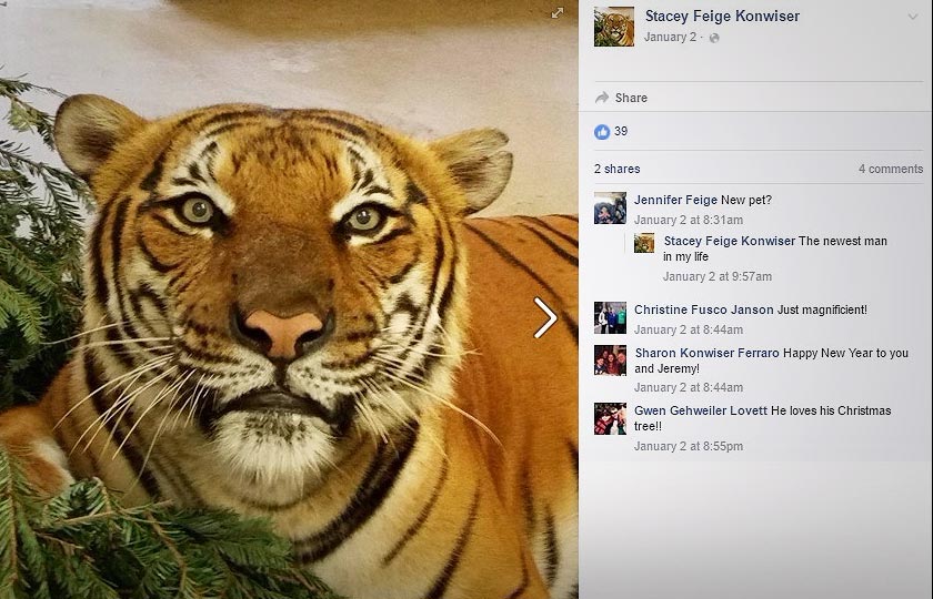 Status Facebook Konwiser tentang haiwan liar ini menggambarkan betapa dia sangat menyayangi harimau.
