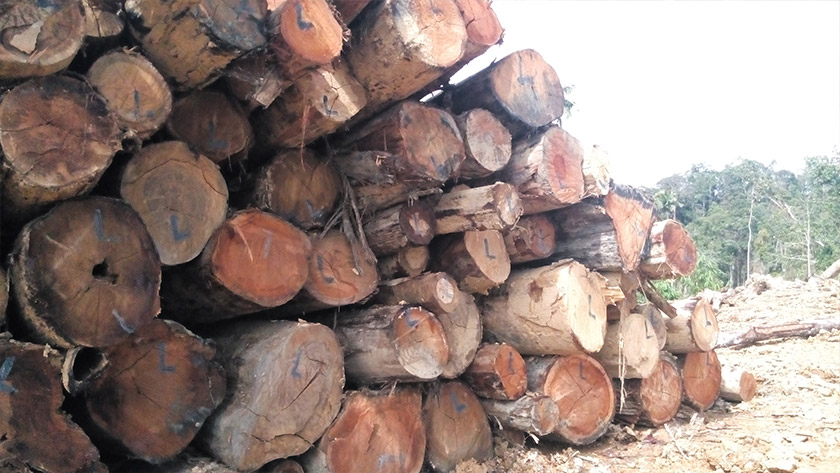 Antara kayu balak yang telah dihimpun selepas pokoknya ditebang.