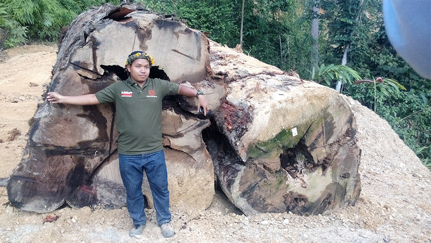 Menurut Dendi, terdapat pokok yang ketebalan batangnya lebih besar daripada ketinggian dirinya.