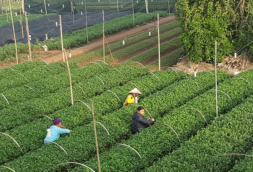 Farmers working on a flower field in Phu Long. - Photo by Karim Raslan