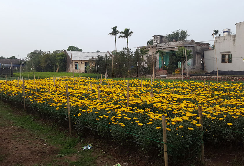 A field of chrysanthemums on a farm in Phu Long. - Photo by Karim Raslan
