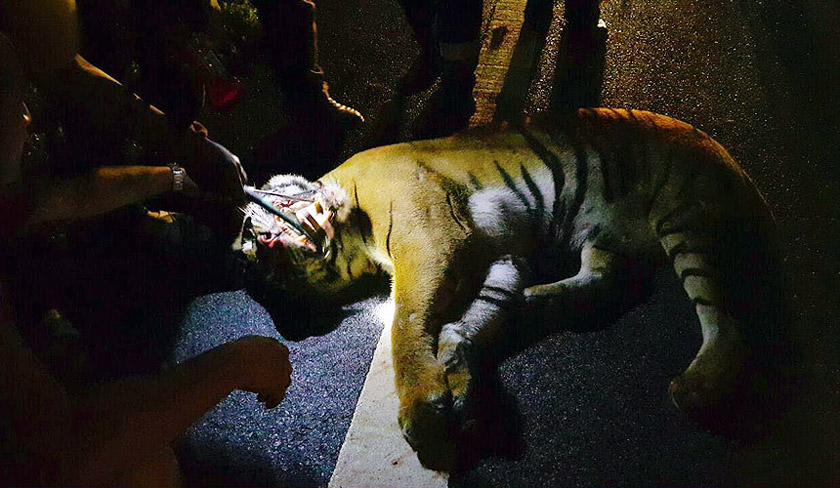 It was subsequently revealed that the tiger was pregnant. - Astro AWANI