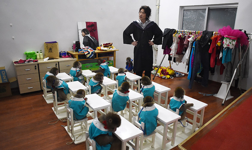 Souma Takeshi, a trainer from Japan, working with his monkeys before a performance at the monkey training school on Jan 26, 2016. - AFP Photo/Wang Zhao