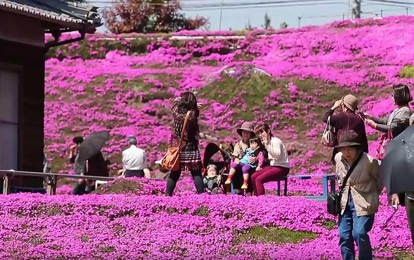 Taman peribadi pasangan Koruki menjadi tumpuan pengunjung saban tahun - Foto YouTube/Asahi Simbun