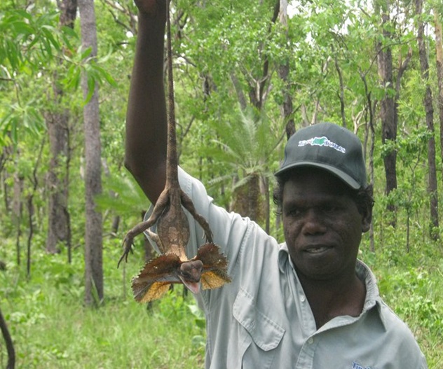 Biawak ‘Frilled-neck’