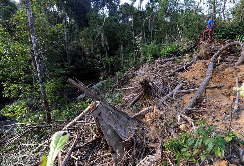 Kayu balak berdekatan Sungai Benus turut ditebang di Hutan Simpan Kekal Lentang ketika empat jam meninjau kawasan yang diceroboh hari ini. - Foto Bernama