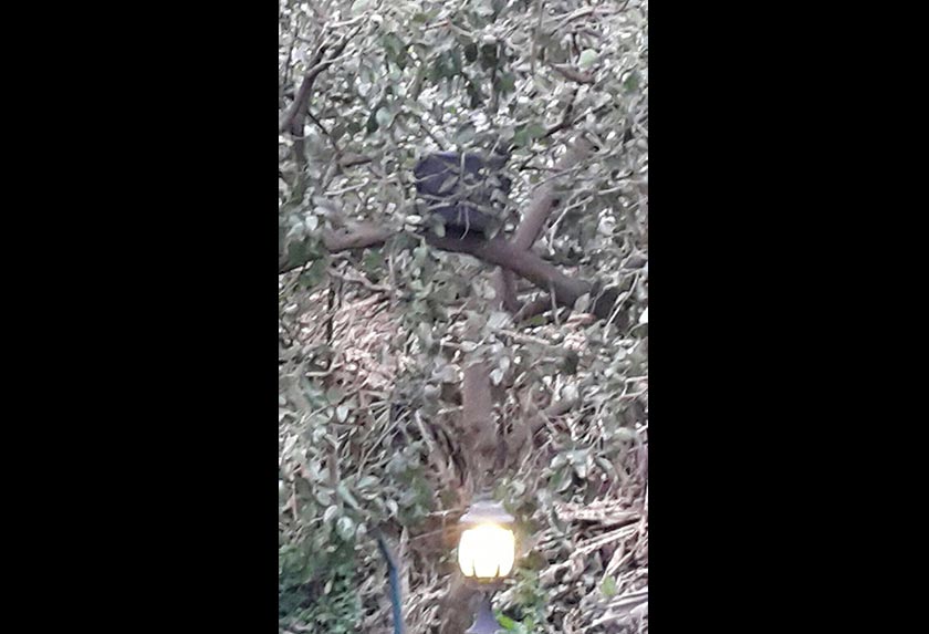 Bungkusan disangka bom