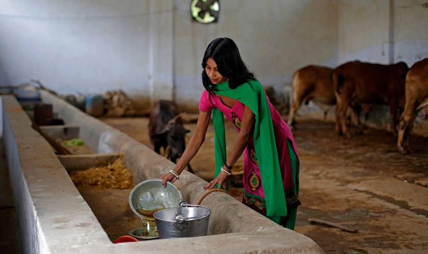 Attendant Susheela Kumari pours urine from a collection bowl into a container at a cow shelter where urine is processed in Bulandshahar, Uttar Pradesh, India, on June 17, 2016. Urine from India's indigenous Bos indicus cows, considered sacred by Hindus, is a hot commodity. (Bloomberg photo by Anindito Mukherjee)