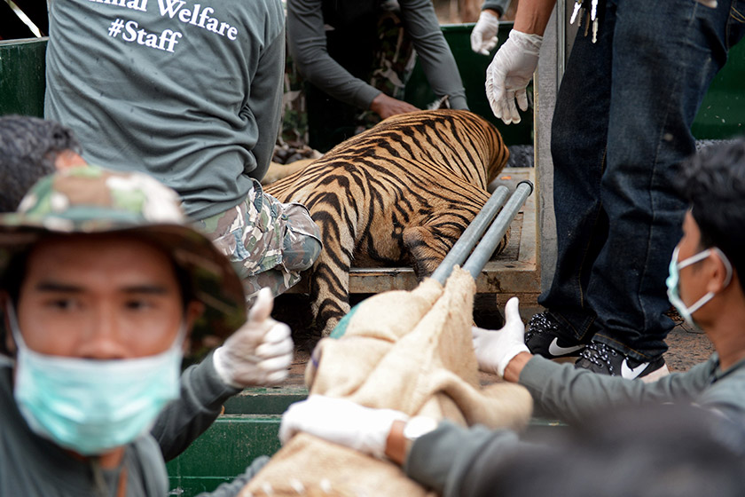 Imej bertarikh 30 Mei 2016 ini menunjukkan salah seekor harimau yang menjadi mangsa aktiviti penyeludupan haiwan liar. - Foto AFP