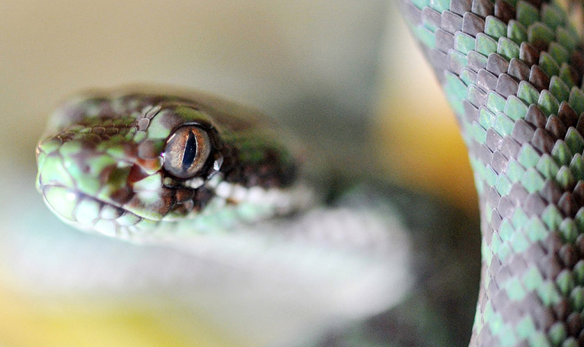 On April 19, Nuriey Nadhirah died after being bitten by a poisonous animal on her left calf while playing in a garden in front of her class. - Photo is for illustration purpose only.