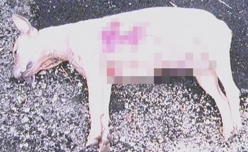 Anjing liar ini ditemui mati dengan berlumuran darah bersama satu kelongsong peluru.