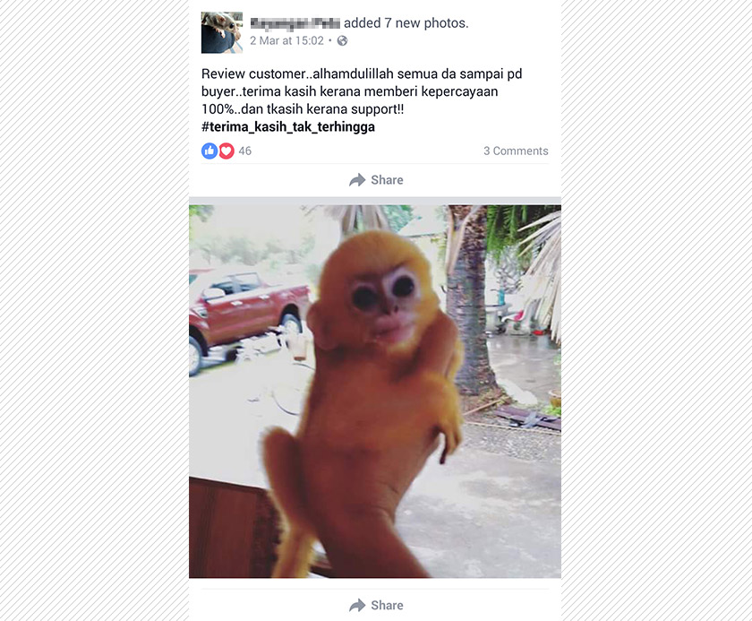 Kira-kira 300 hidupan liar, sebahagian besarnya dalam kategori spesis yang dilindungi, didagangkan melalui laman sosial Facebook hanya dalam tempoh 30 minit setiap hari.