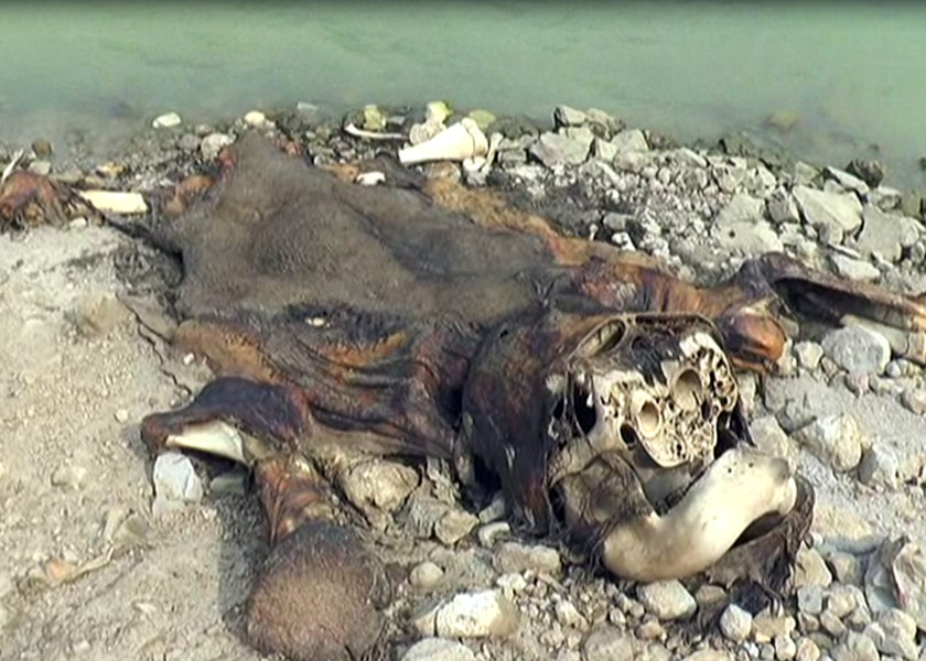 Bangkai gajah mereput ditemui di gigi air dengan kesan kerat menggunakan alatan profesional. - Foto Astro AWANI