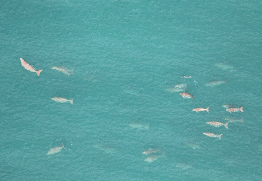 Gambar sekumpulan dugong ini diambil di perairan Pulau Sibu, Johor. Masihkah ada harapan masa depan buat spesies istimewa ini? - Foto daripada The MareCet Research Organisation 