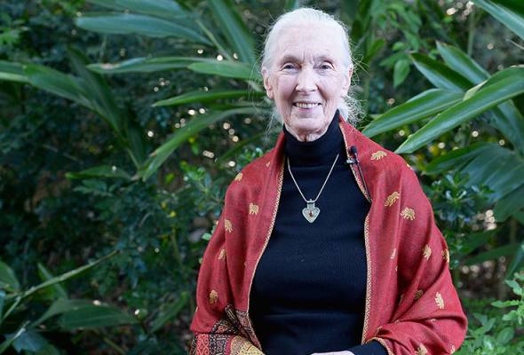 Jane founded the Jane Goodall Institute in 1977 to focus on inspiring individual actions to improve the understanding, welfare and conservation of great apes. - Gustavo Caballero/Getty Images/AFP