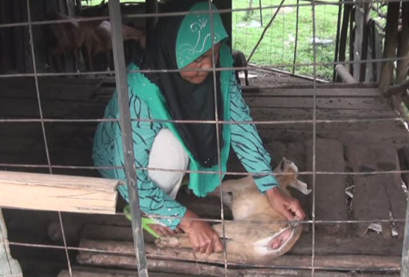 Pada awalnya, Che Non membayangkan kambing itu tidak dapat hidup lama tetapi jangkaannya meleset kerana kambing itu walaupun tidak makan, saiznya jauh lebih besar 