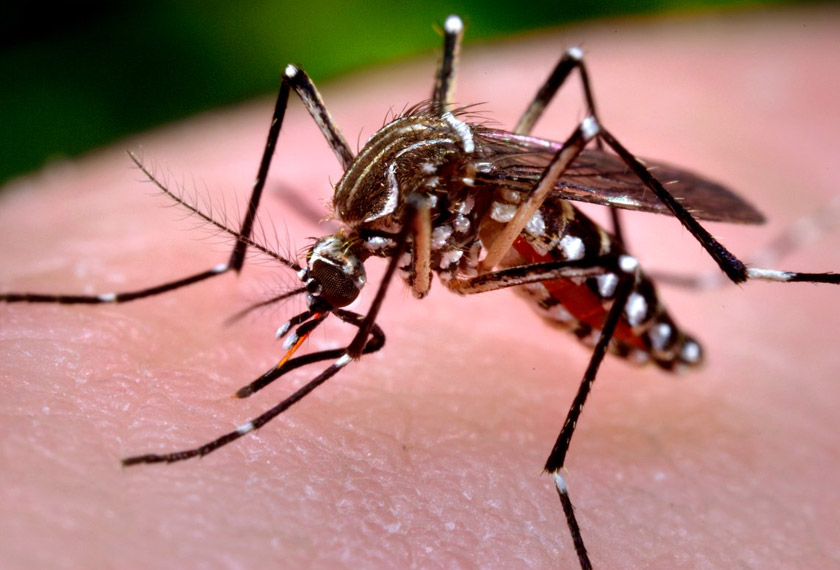 Zika is transmitted to people through the bite of infected female mosquitoes, primarily the Aedes mosquito.