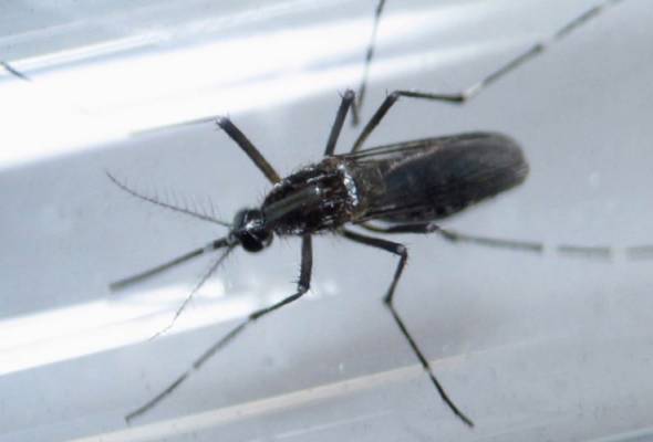 An Aedes aegypti mosquito is seen inside a test tube as part of a research on preventing the spread of the Zika virus and other mosquito-borne diseases at a control and prevention center in Guadalupe, Mexico on March 8, 2016. - Reuters