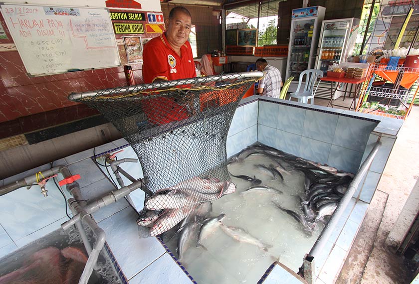 Wan Mohd Sofian menunjukkan ikan patin yang disimpan dalam kolam khas di gerainya. - Bernama