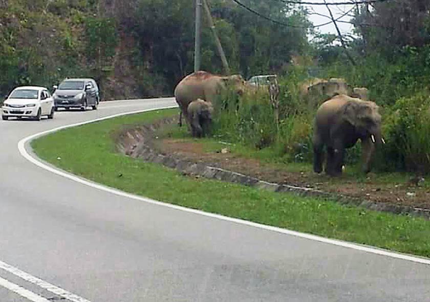 Tiada berlaku sebarang kejadian amukan gajah di Lebuh Raya Timur Gerik-Jeli, sehingga menyebabkan kemalangan maut seperti yang ditularkan. - Foto pembaca Astro AWANI