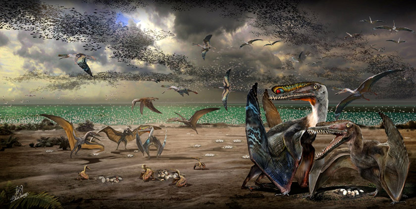 Semua fosil Hamipterus jantan dan betina dewasa itu dijumpai bersama fosil anak-anak dan telur di tapak ekskavasi Wilayah Autonomi Uighur Xinjiang.