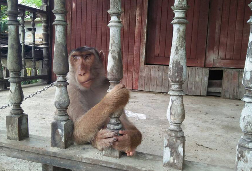 Ating si beruk setia