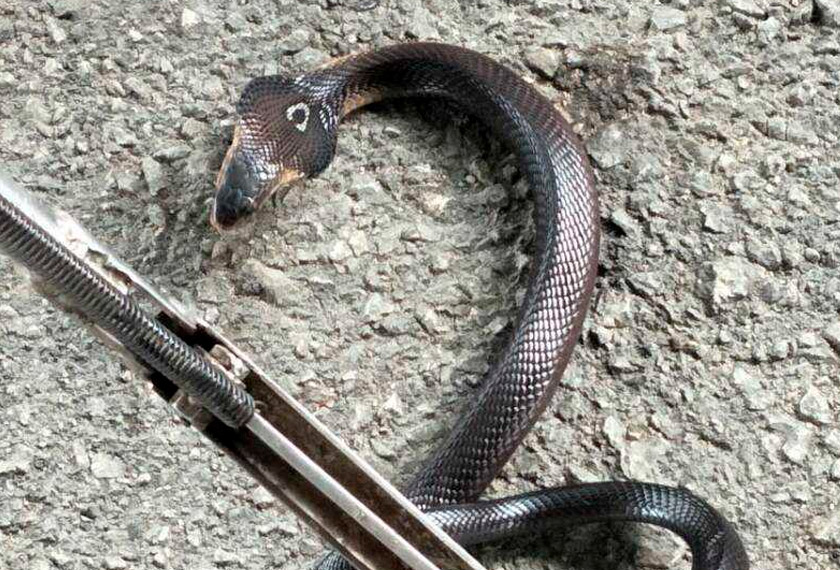 Ular tedung yang brjaya ditangkap pasukan APM dari rumah Sumardi.